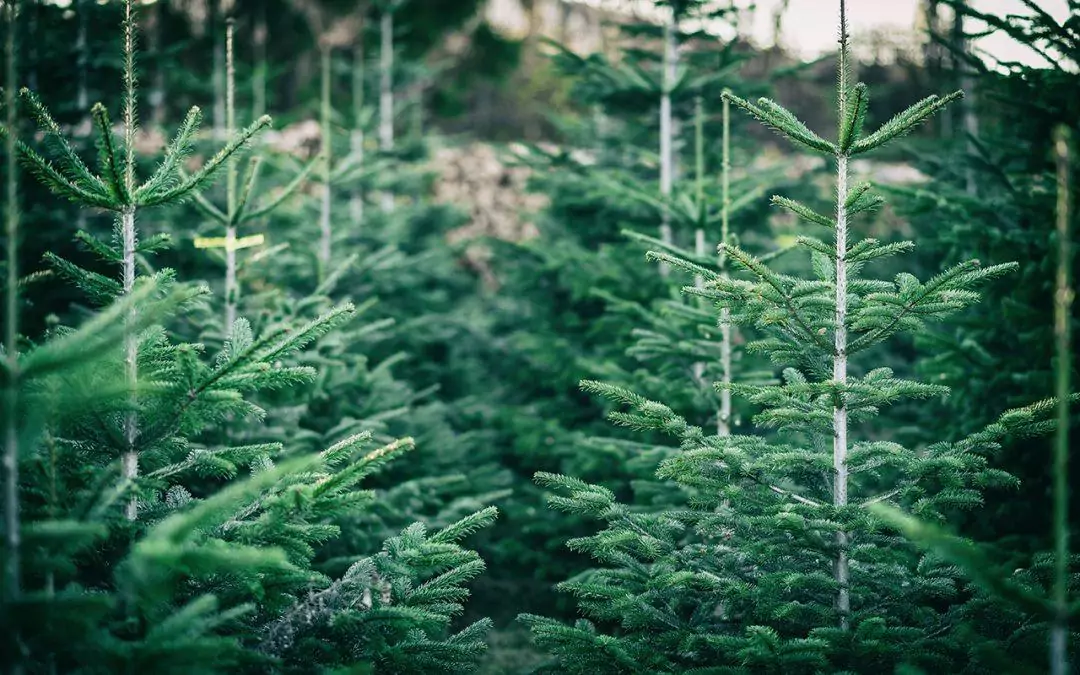 Vente de sapins à l’ESAT