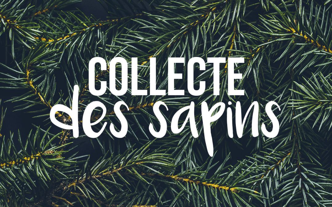 Collecte des sapins