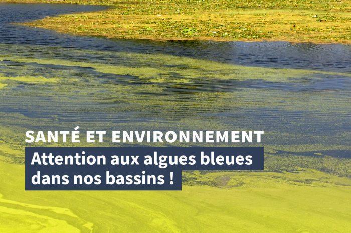 Attention aux algues bleues dans nos bassins