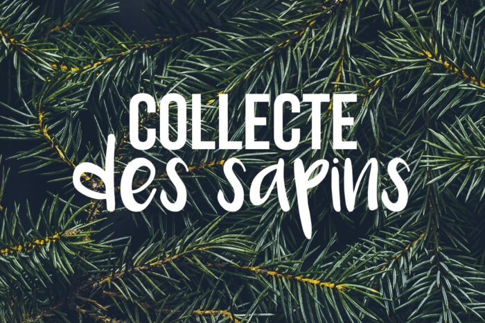 Collecte des sapins